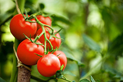 旬の味を楽しもう！　夏野菜「トマト」を楽しむおいしいレシピ