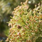 家の中の花粉を除去！　掃除のポイントは？